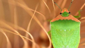 Crop pests ‘vastly underestimated’ warns study