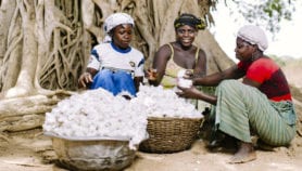 The problems with the arguments against GM crops