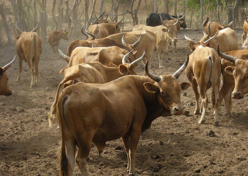Cattle_WestAfrica_Flickr_ILRI_1024x768