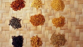 Science’s role in growing diverse, nutritious food