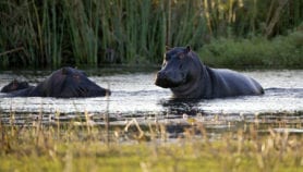 Wildlife gives early warning of antibiotic resistance