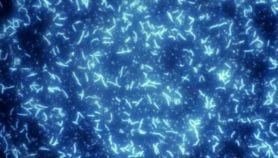Latin American link-up aims for US$1 syphilis test