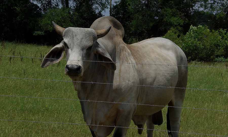 Indian zebu