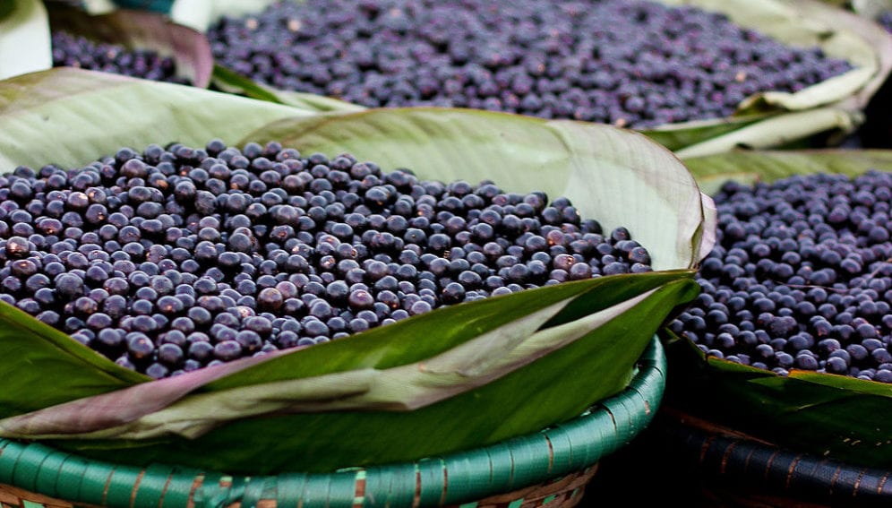 acai_frutos_panorama