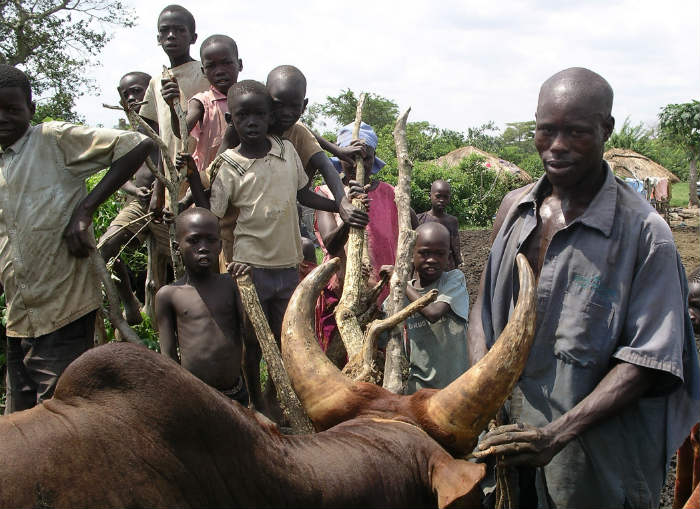 Farmer and cow.jpg