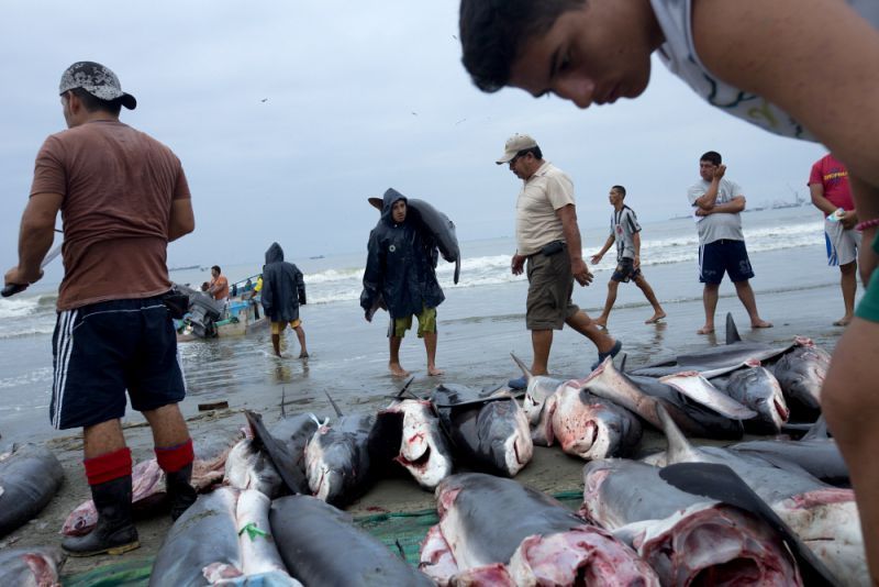 Fishermen bring in sharks