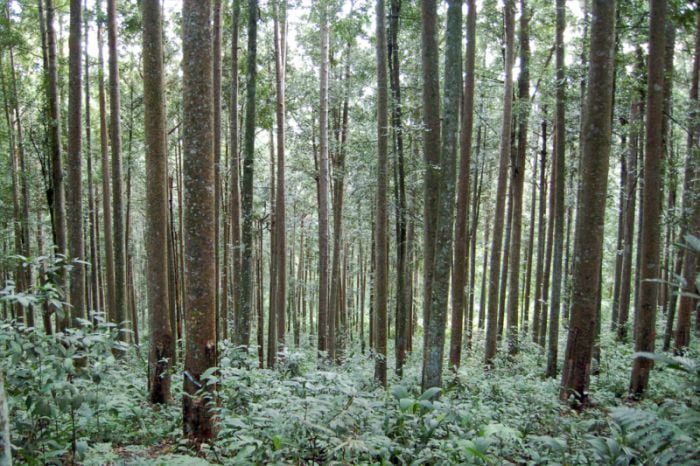 Forest scenery in Indonesia
