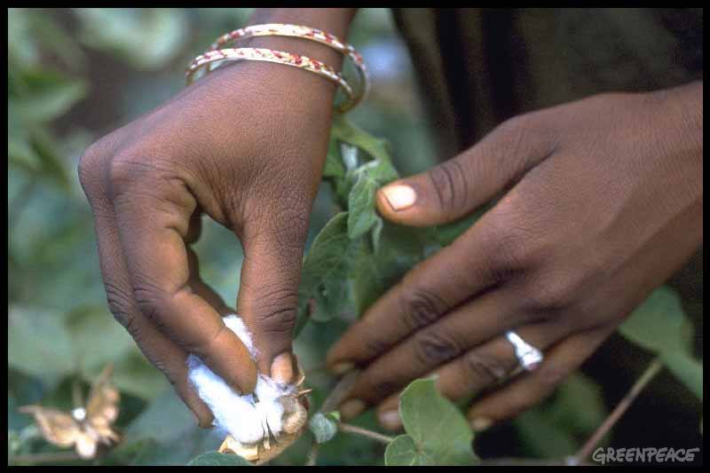Plucking_cotton