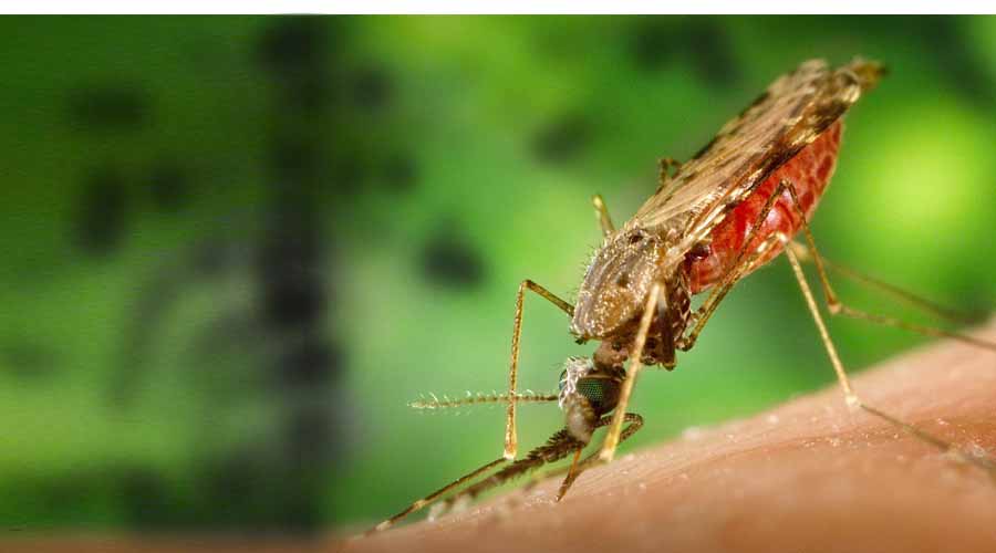 Malaria Mosquito