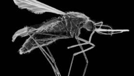 Outdoor mosquito trap uses human scent as lure
