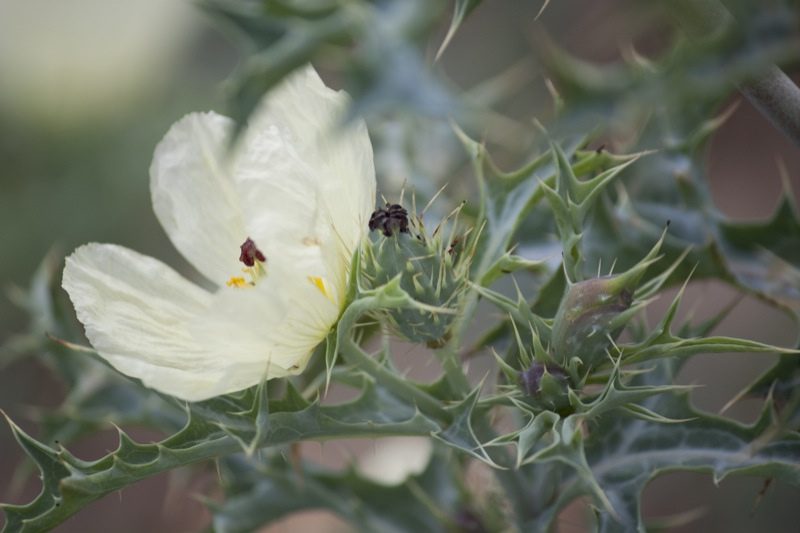 plant_flickr_biodiversity_international