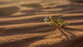 Online tool explores countries’ climate action plans