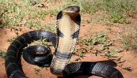India battles snakebite scourge