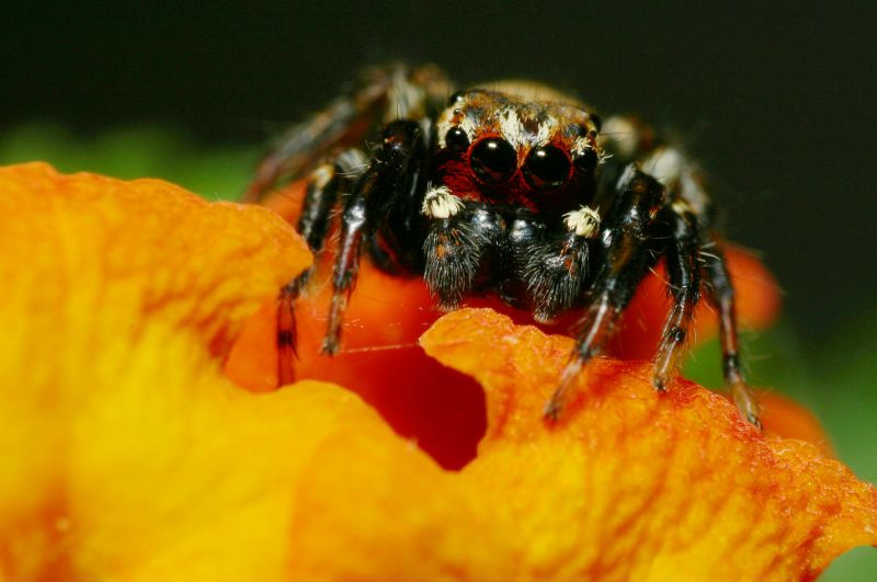 Spider global