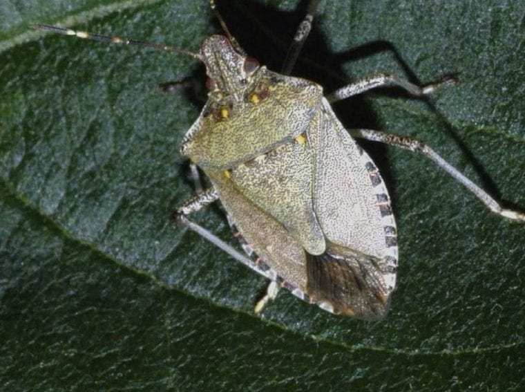 Stink bug
