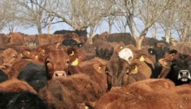 Secure meat-hungry food systems to prevent next pandemic
