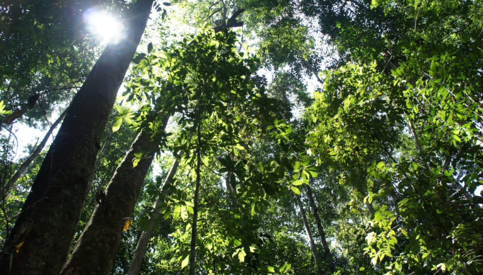 bosques tropicales1