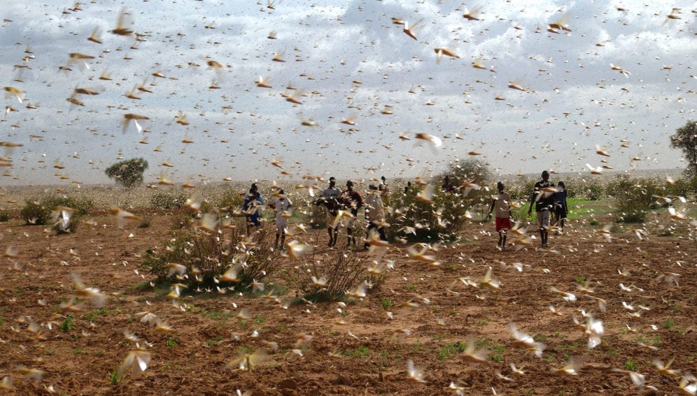 locust invasion
