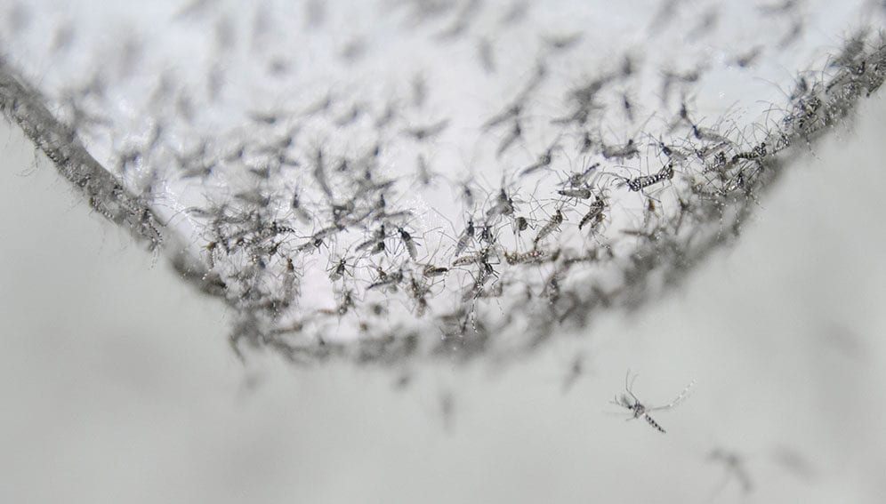 Mosquitoes Article - Main
