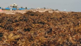 Caribbean nations join forces against giant seaweed bloom