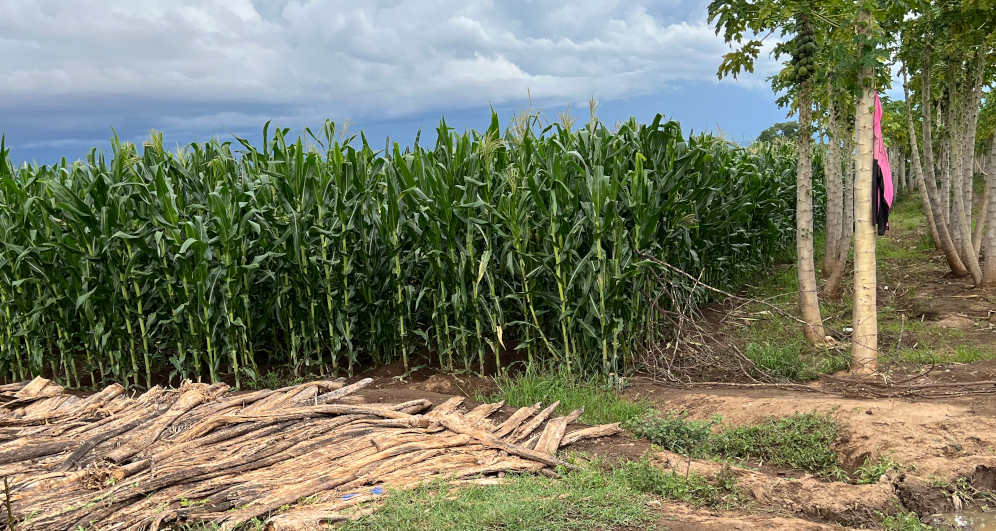 Dried out papaya stems (bottom left) cut down by farmers in Baringo, Kenya after their plants were devastated by the papaya mealybug. Photo by J. Davis Weddi