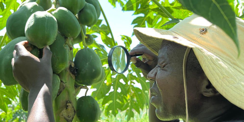 A CABI scientist using a magnifying glass to identify the papaya mealybug on papaya plants in a farm in Baringo, Kenya. Photo by J. Davis Weddi