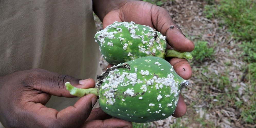 A farmer holding papaya fruits from his infested farm. Photo credit: CABI.ORG