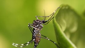 Female mosquito targeted with venom to curb disease