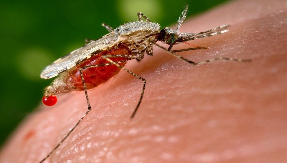 Anopheles stephensi