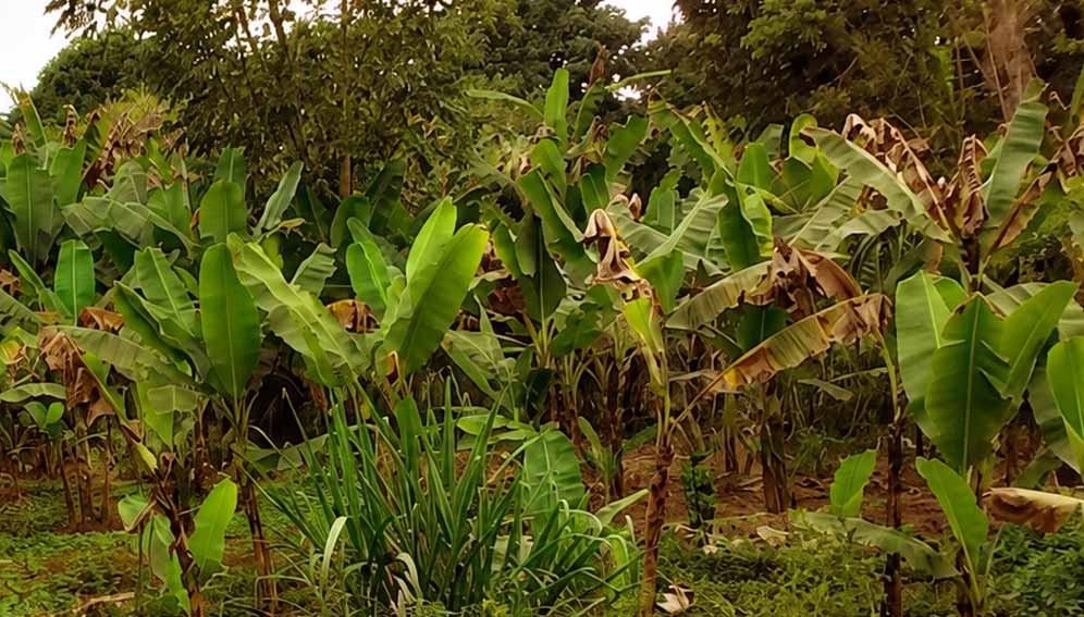 One of the farms affected by Banana Bunchy Top Virus (BBTV) in Morogoro Region, Central Tanzania