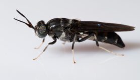 Fly poo boosts Malawi crop yields