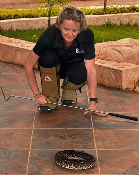 Litschka-Koen observing a coiled snake.