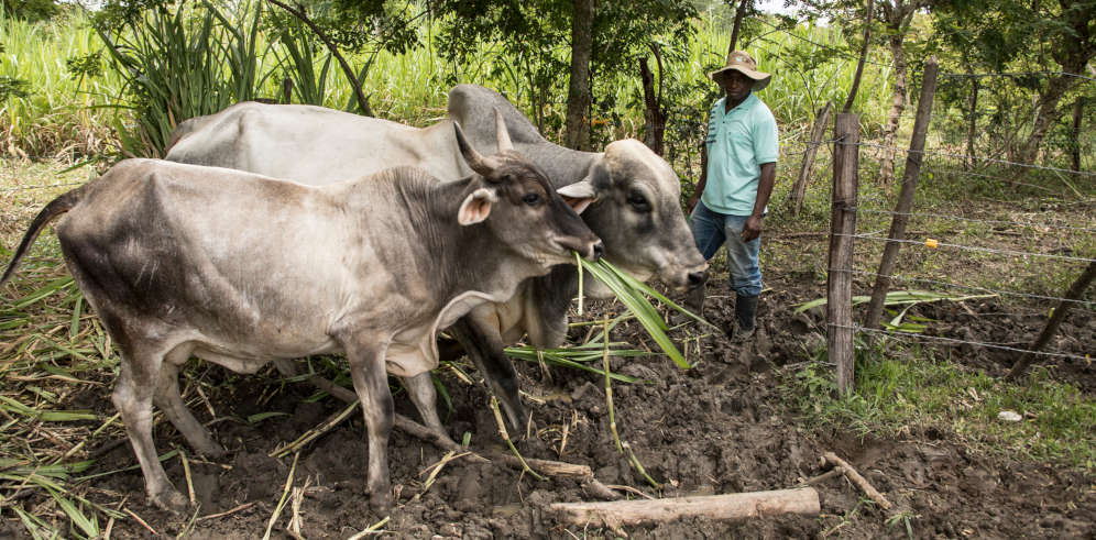 Proper nutrition for cattle is crucial for reducing livestock emissions. Credit: CIAT under CC Lic., Atrib. 2.0