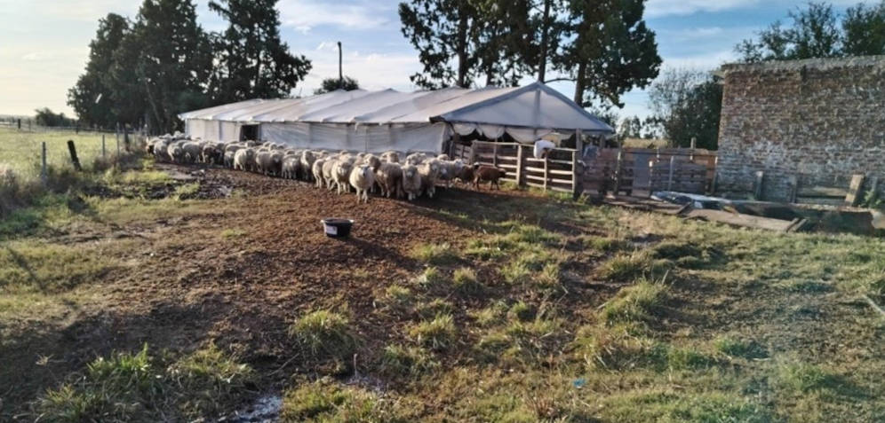 The Livestock and Climate project in Uruguay is helping participants implement effective cattle practices, leading to increased yields and incomes. Photo: an ovine plot in Gestido del Salto. Credit: Ministry of Livestock, Agriculture and Fishery. Image in the public domain.