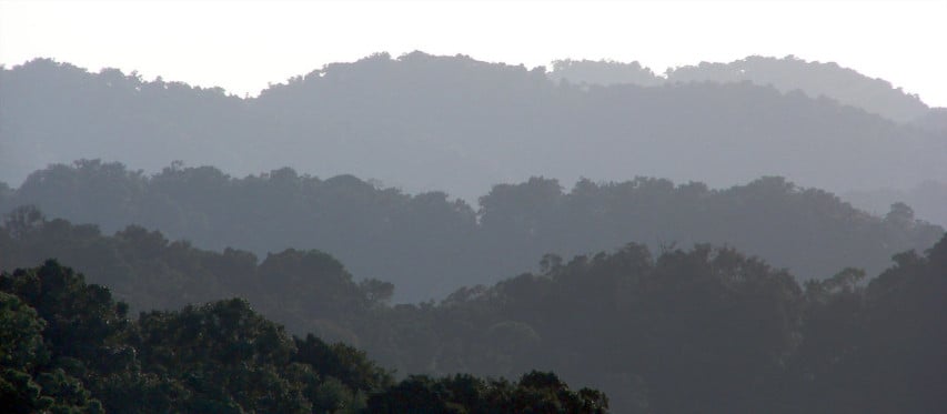 A misty forest canopy in Uganda. Photo by Douglas Sheil/CIFOR