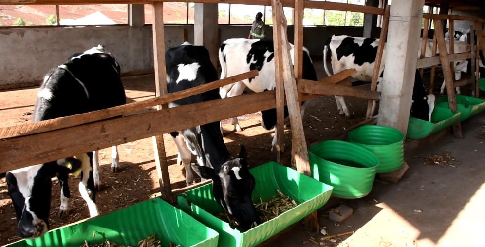Dairy farm cows in Malawi.