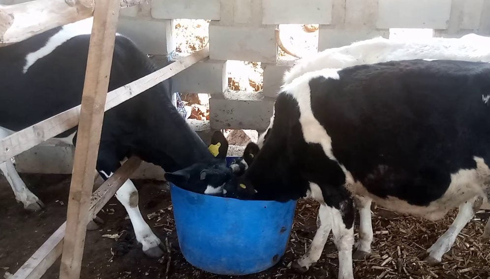Dairy farm cows in malawi. Credit: Charles Mpaka