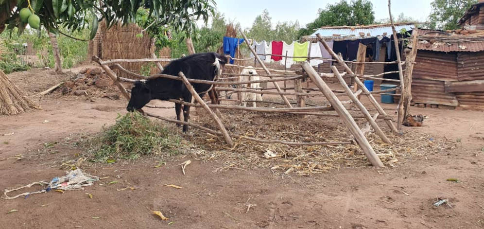 Small holder Dairy farm cows in Malawi.