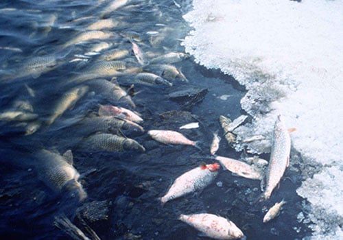 Dead fish floating in a cage. According to KMFRI most mass fish kills on Lake Victoria were due to depleted oxygen and pollution.