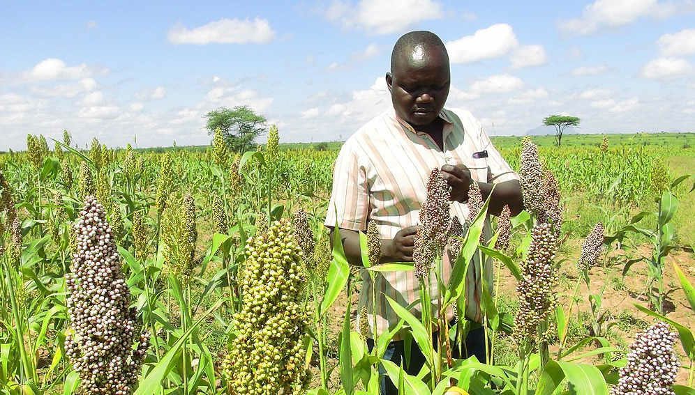 drought sorghum