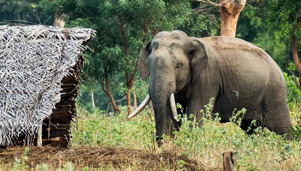 4) Elephant near a guarding hut in chena farmland (c) Rajiv Welikala
