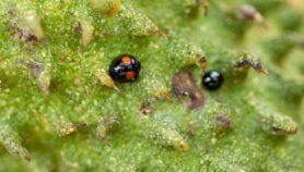 Imported ladybirds save Grenada’s ice cream fruit