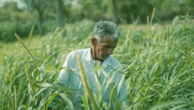 India’s mycetoma burden calls for One Health lens