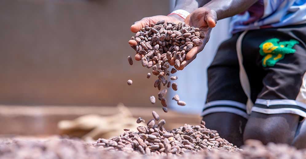 Fermentated cocoa beans