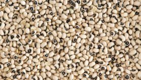 Ghana launches first GMO crop amid debate