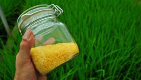 Despite clearing hurdle public can’t sample GM rice yet