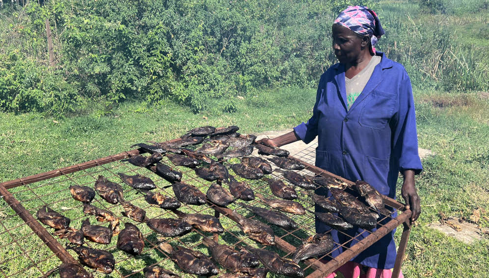 Mildard-Adhiambo-keeping-a-watchful-eye-on-freshly-smoked-tilapia-undergoing-solar-drying-at-the-Rio-Fish-facility-in-Migori Photo by J. Davis Weddi