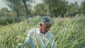 India’s mycetoma burden calls for One Health lens