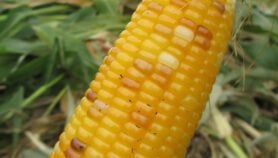 Nigerian farmers, scientists divided over GM maize