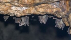Africa braces against Marburg virus after Ghana cases